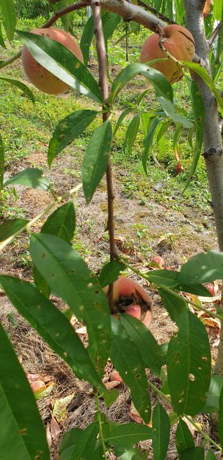 박용철님의 복숭아 · 병해충상담 작성글 사진