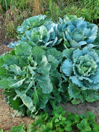 소오리님의 양배추 · 병해충상담 작성글 사진