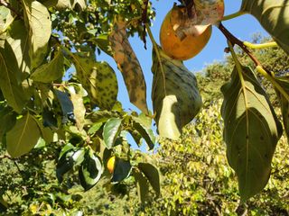 이은경님의 감 · 병해충상담 작성글 사진