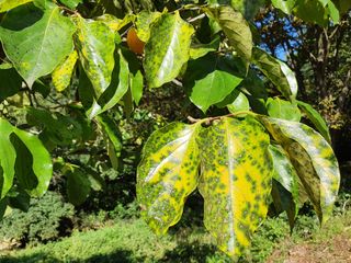 이은경님의 감 · 병해충상담 작성글 사진