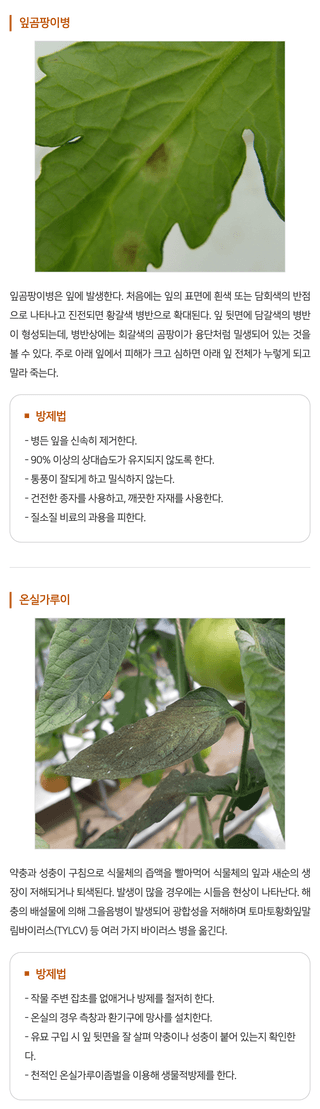 지식in님의 토마토 · 병해충상담 작성글 사진
