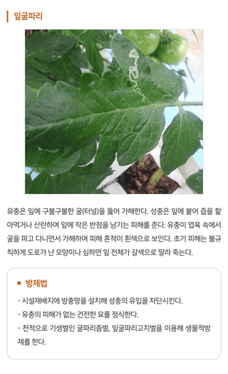 지식in님의 토마토 · 병해충상담 작성글 사진