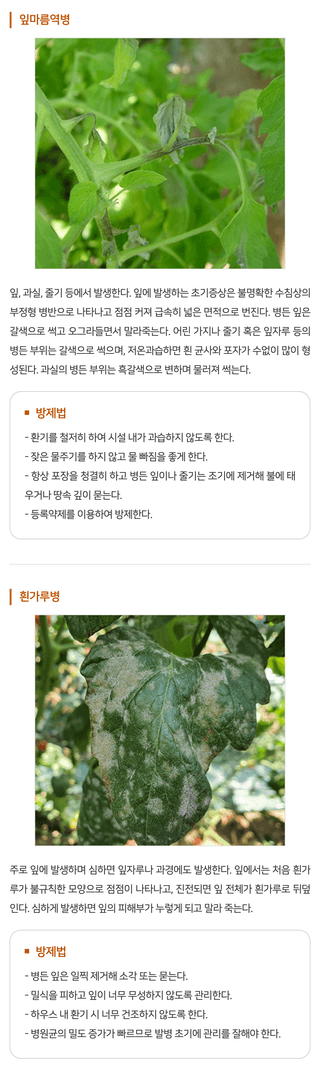 지식in님의 토마토 · 병해충상담 작성글 사진