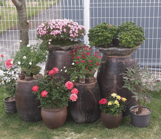 알 수 없음님의 매실 · 자유게시판 작성글 사진