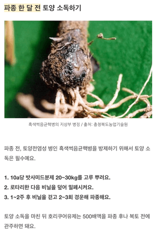 팜모닝님의 마늘 · 토양준비 작성글 사진