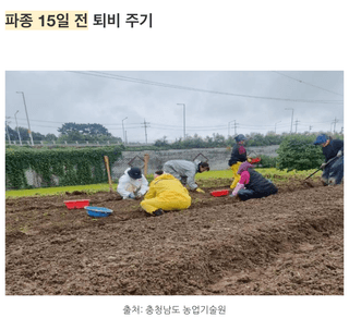 팜모닝님의 마늘 · 토양준비 작성글 사진