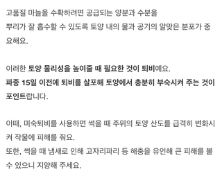 팜모닝님의 마늘 · 토양준비 작성글 사진