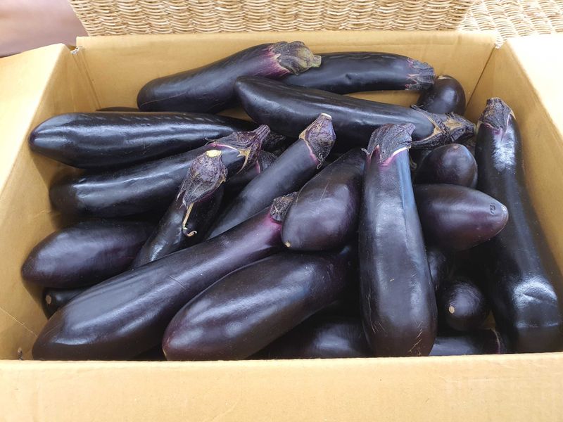 장터 상품 [햇가지 사가세요, 맛좋습니다. 2kg 1만 3천원 / ] 썸네일