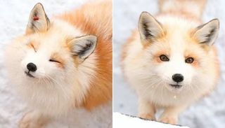 yonghi65님의 참깨 · 자유게시판 작성글 사진