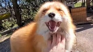 yonghi65님의 참깨 · 자유게시판 작성글 사진