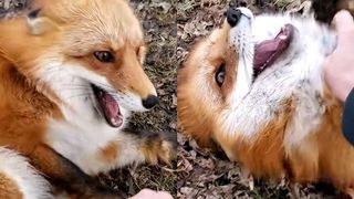 yonghi65님의 참깨 · 자유게시판 작성글 사진