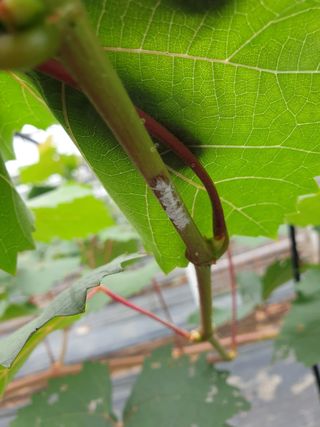 김용호님의 포도 · 병해충상담 작성글 사진