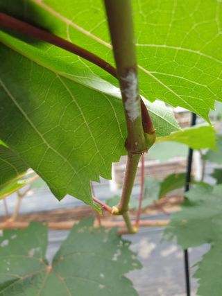 김용호님의 포도 · 병해충상담 작성글 사진