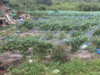 정귀호 님의 팜모닝 · 출석 작성글 사진