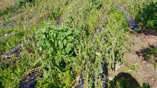 김제일주농장님의 들깨 · 병해충상담 작성글 사진