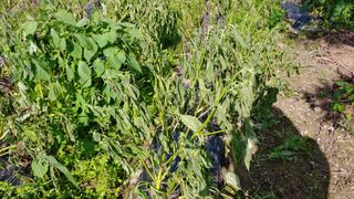 김제일주농장님의 들깨 · 병해충상담 작성글 사진