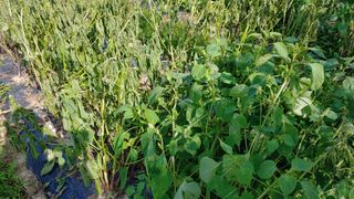 김제일주농장님의 들깨 · 병해충상담 작성글 사진