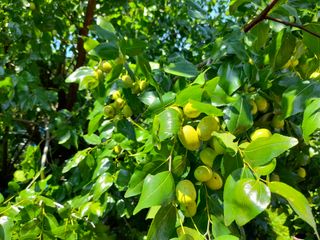 양귀비님의 팜모닝 · 출석 작성글 사진