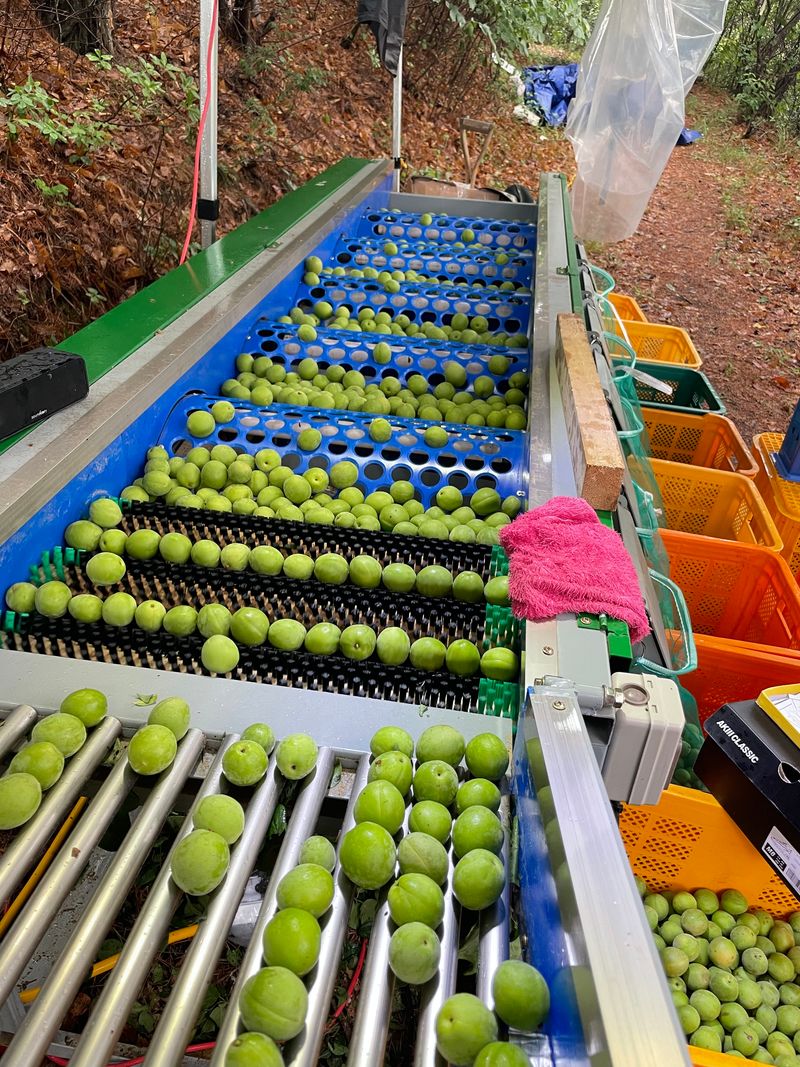 명지바람님의 장터 판매 상품 [매실선별기] 첨부 사진