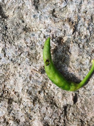 루이앤님의 고추 · 병해충상담 작성글 사진
