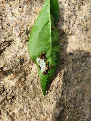 루이앤님의 고추 · 병해충상담 작성글 사진