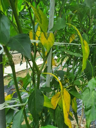 루이앤님의 고추 · 병해충상담 작성글 사진