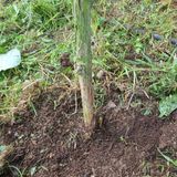 팜모닝 기타작물·병해충상담 게시글 이미지