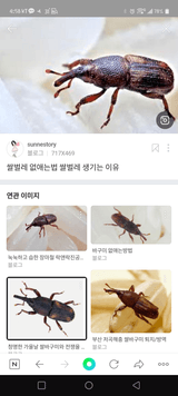 제주여인님의 기타작물·병해충상담 작성글 사진