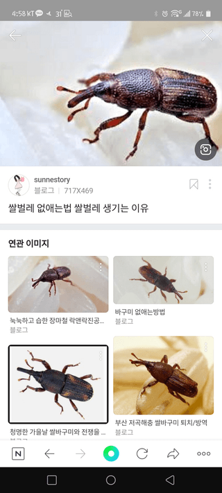 제주여인님의 기타작물 · 병해충상담 작성글 사진