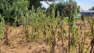 이덕재님의 들깨 · 병해충상담 작성글 사진