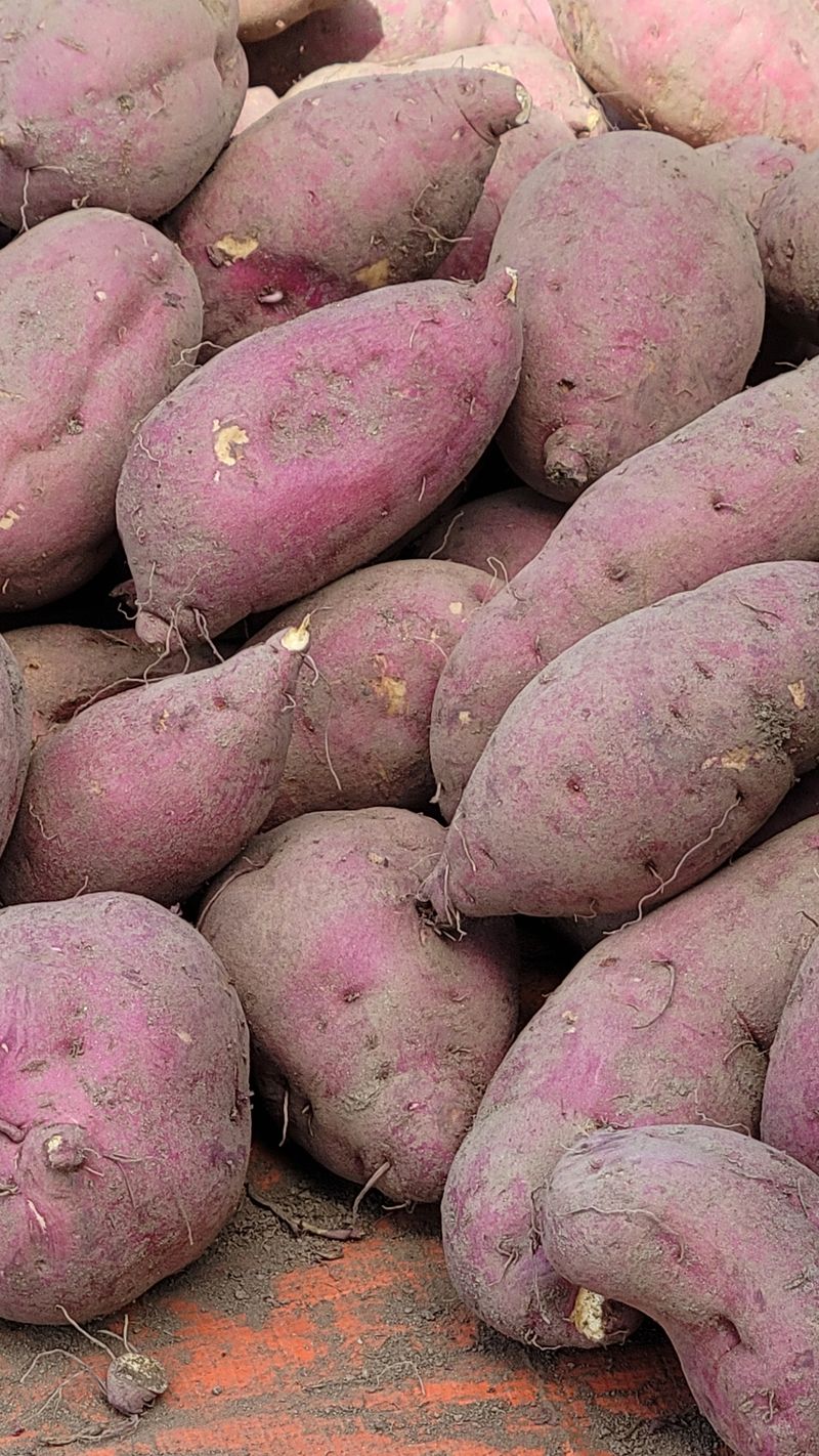 장터 상품 [꿀고구마 30000] 썸네일