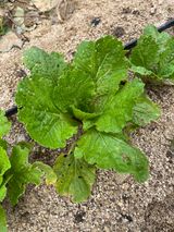 팜모닝 배추·병해충상담 게시글 이미지