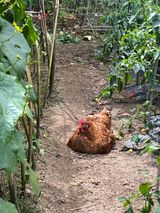 팜모닝 두릅·일상 게시글 이미지