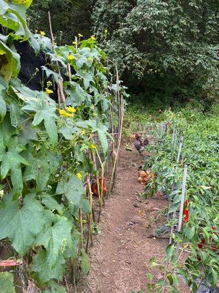 홍키통키님의 두릅 · 일상 작성글 사진