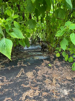 홍키통키님의 두릅 · 일상 작성글 사진