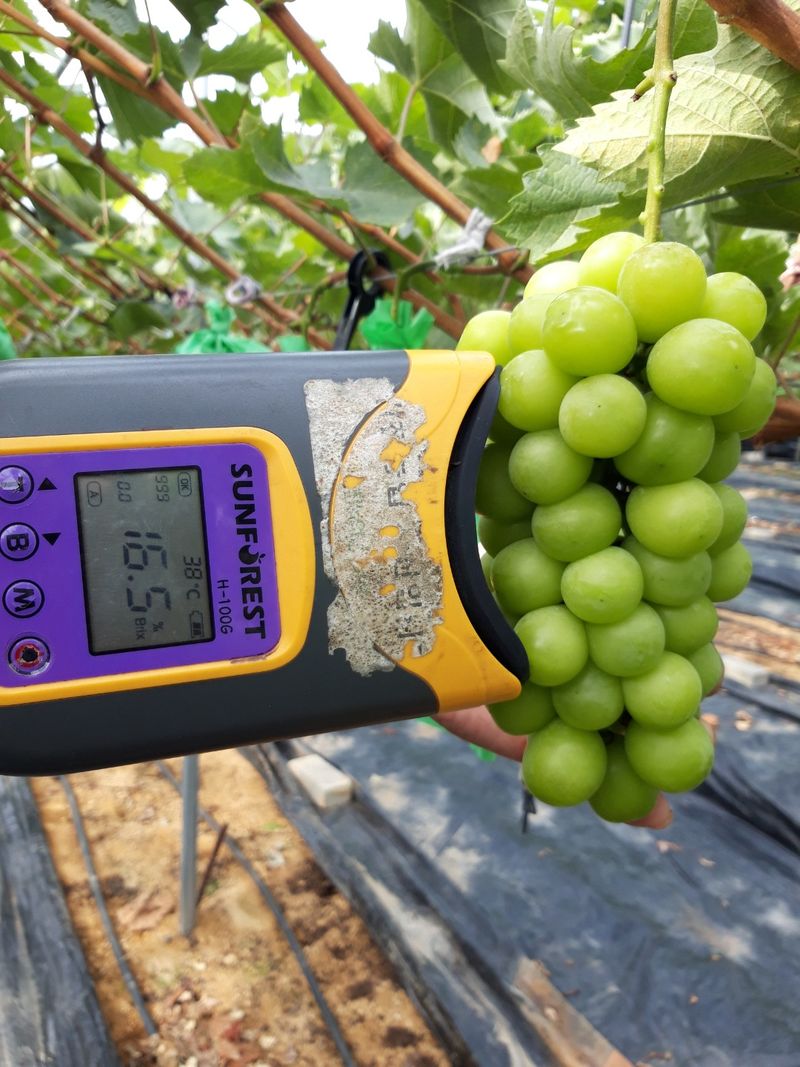 장터 상품 [샤인머스켓포도 ] 썸네일