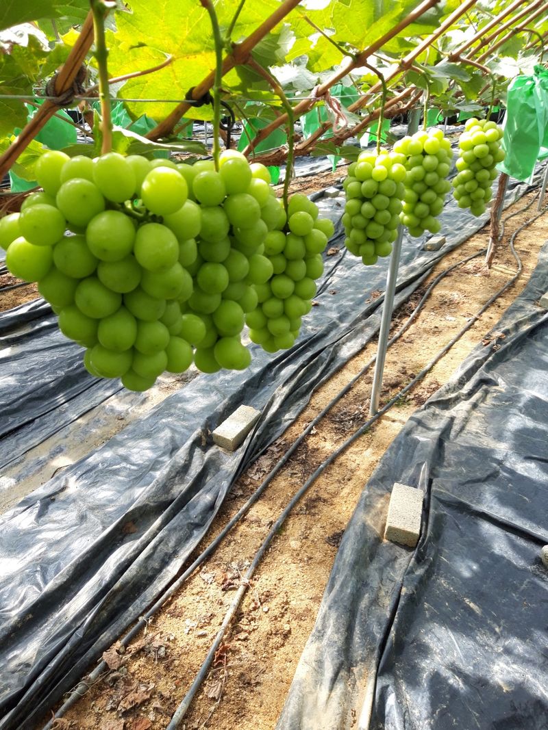 윤세열님의 장터 판매 상품 [샤인머스켓포도 ] 첨부 사진