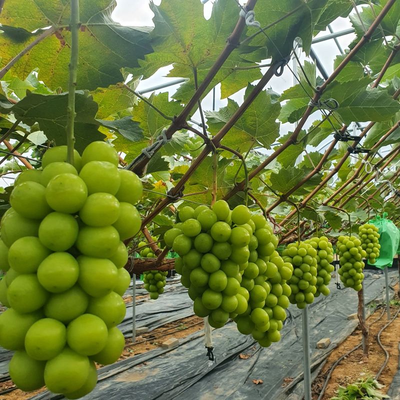 윤세열님의 장터 판매 상품 [샤인머스켓포도 ] 첨부 사진