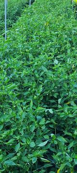 팜모닝 고추·병해충상담 게시글 이미지