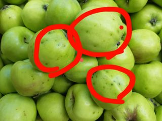 황금농원님의 사과 · 병해충상담 작성글 사진