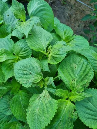 소오리님의 들깨 · 병해충상담 작성글 사진