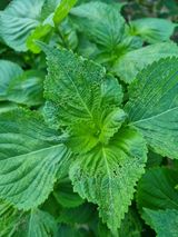 팜모닝 들깨·병해충상담 게시글 이미지