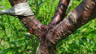 박종찬님의 기타작물 · 병해충상담 작성글 사진