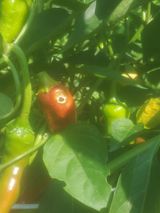 팜모닝 기타작물·병해충상담 게시글 이미지