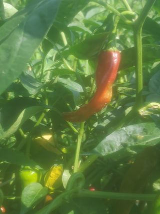 정맨님의 기타작물 · 병해충상담 작성글 사진