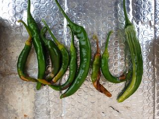 coffee1205님의 고추 · 병해충상담 작성글 사진