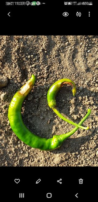 coffee1205님의 고추 · 병해충상담 작성글 사진