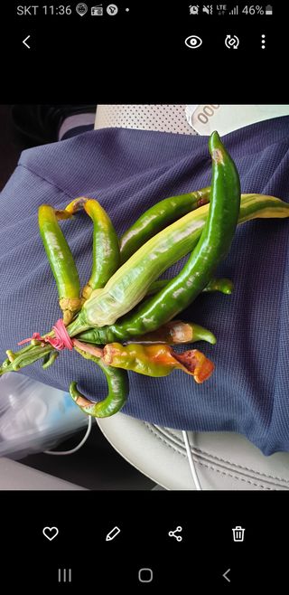 coffee1205님의 고추 · 병해충상담 작성글 사진