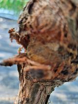 팜모닝 포도·병해충상담 게시글 이미지