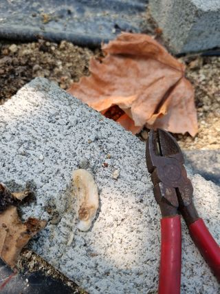 김경규님의 포도 · 병해충상담 작성글 사진